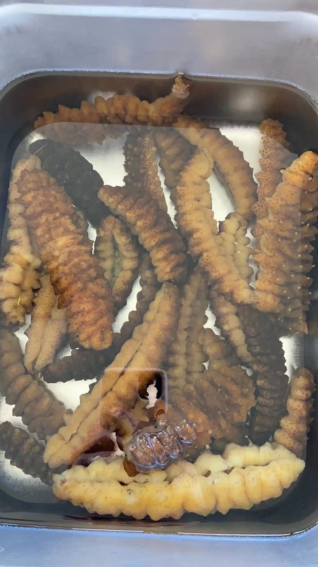【中国取货,免运费和关税】北美野生辽参(4-6排刺灰刺参)-超大号5-10条每袋227克